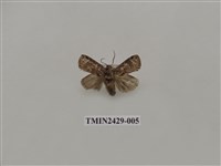 藏品(梯刺蛾)的圖片